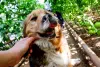 O tumor em cães pode aparecer em qualquer parte do corpo do animal