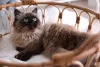 O gato Balinês é extremamente carinhoso e afetuoso com a família