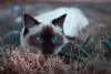 Gato Balinês: o estrabismo é uma das condições que pode afetar o felino da raça