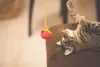 Colocar petiscos dentro dos brinquedos é uma boa maneira de divertir o seu gatinho