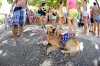 No verão, garanta que seu cachorro tenha sempre uma sombra e algo geladinho para se refrescar
