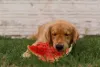 Melancia é uma das frutas que o cachorro pode comer