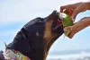 Água de coco para cachorro é super recomendada!
