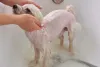 A pelagem do Maltês mini precisa de cuidados especiais