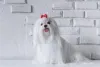 Maltês mini não é diferente de qualquer outro cãozinho da raça
