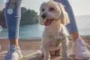 O cachorro Maltês mini é uma das raças mais antigas do mundo