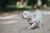 Ativo e energético, o Maltês é um ótimo cão de companhia