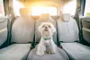 O Maltês é uma mistura das raças Bichon Frise e Poodle