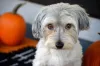 Por não passar de 25 cm, o fofo Maltês é considerado um cãozinho de colo