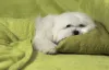 O cachorro Maltês costuma crescer até os oito meses de idade