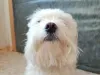 Maltês: uma explosão de fofura!