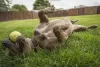 American Bully deitado no gramado com bola de tênis na boca