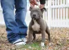 American Bully perto das pernas do tutor