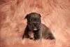 American Bully filhote com fundo rosado