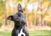 Orelhas levantadas e inclinadas para a frente significam que o cachorro está prestando atenção