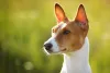 Orelhas em pé e paradas indicam um cão de comportamento dominante!