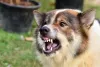 Orelhas apontadas para a frente pode significar que o cão está pronto para atacar