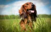 Orelhas relaxadas e boca aberta indicam que o cão está relaxado e feliz