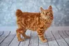 O Bobtail Japonês pode ter pelagem curta ou longa e apresenta diversas padronagens!