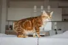 O Bobtail Japonês pode apresentar a pelagem de várias cores