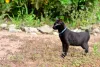 O Bobtail Japonês tem um temperamento muito enérgico