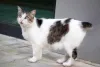 O Bobtail Japonês pode apresentar a pelagem curta, longa e de várias cores diferentes