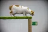 O Bobtail Japonês teve sua origem na China, mas é considerado um símbolo de prosperidade no Japão
