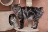 Por mais que se chame Bobtail Japonês, a raça teve sua origem na China