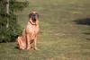 Fila brasileiro castanho