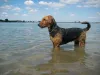 O agitado Airedale terrier curte se exercitar com a natação