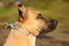 O enforcador para cachorro não é recomendado pelos profissionais