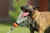 Cachorro com calor: uma forma de amenizar a situação são as brincadeiras na água!