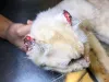 Gatos brancos têm mais tendência de serem atingidos pelo câncer de pele