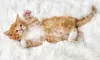 Filhote de gato Maine Coon laranja deitado em tapete branco
