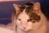 O câncer de pele em gatos também pode ser um nódulo subcutâneo