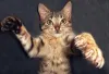 As unhas de gatos também ajudam no ato de pular e escalar lugares mais altos