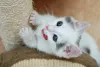 Arranhadores para gatos: hábito natural dos felinos também é uma forma de lidar com o tédio