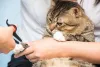Acostume o seu gatinho a cortar as unhas desde cedo!