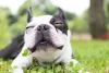 O focinho do cão Boston Terrier possui menos rugas do que o do Bulldog Francês