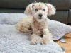A catarata em cachorro pode afetar um ou os dois olhos do animal ao mesmo tempo
