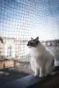 O ideal é que a tela para gatos possua aberturas menores