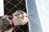 A tela de proteção para gatos deve impedir que o animal coloque todo o focinho no furo