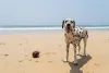 Protetor solar: cachorro com a pelagem mais clara, como o Dálmata, tem mais tendência de desenvolver tumores na pele