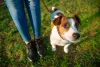 Na hora de passear com o cachorro, o protetor solar também é necessário