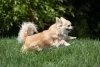 Chihuahua caramelo pelo longo correndo ao ar livre