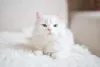 Cor de gato: gato branco deitado