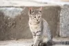 Gato rajado sentado na rua