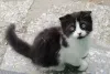 Gato preto e branco filhote