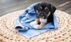 Depois do banho em filhote de cachorro, se certifique de deixá-lo bem sequinho