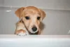 O filhote de cachorro precisa ficar calmo e relaxado na hora do banho